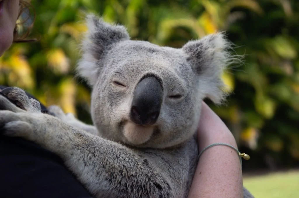 Australian Koala